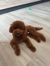 Barboncino toy per monta