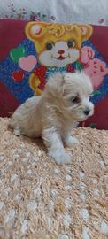 Maltipoo femmina