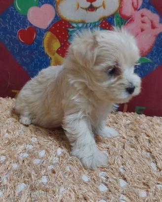 Maltipoo femmina