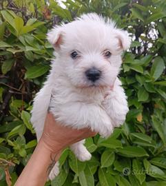 Cuccioli west highland white terrier