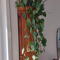Pianta Philodendron scadens 'Brasil' di 1.20 metri