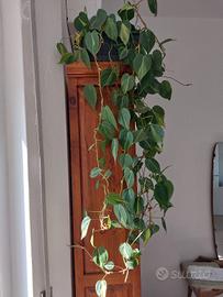 Pianta Philodendron scadens 'Brasil' di 1.20 metri