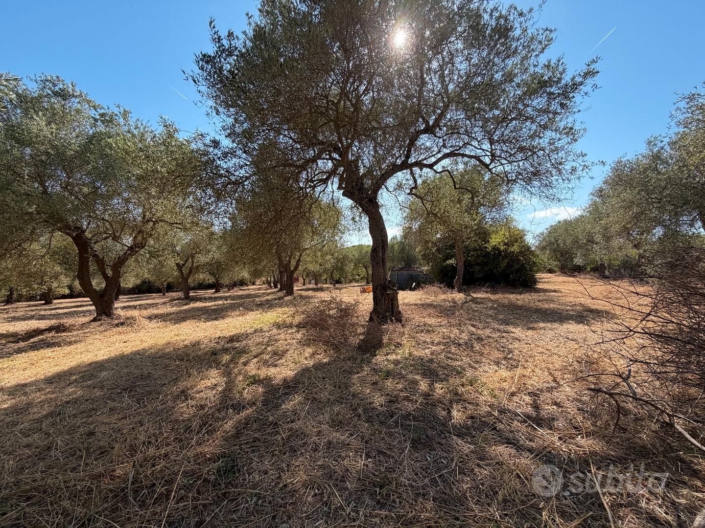 Oliveto in località La Rucchetta - Vista 4
