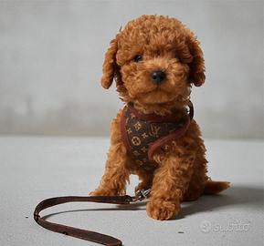 Pettorine + guinzaglio luxury. Gucci ecc…