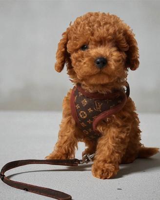 Pettorine + guinzaglio luxury. Gucci ecc…