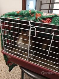 Due coniglietti testa di leone di due mesi