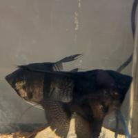 Pesci tropicali Scalari Black