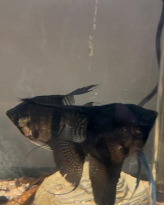 Pesci tropicali Scalari Black