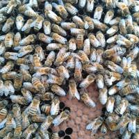 api sciami materiale apistico