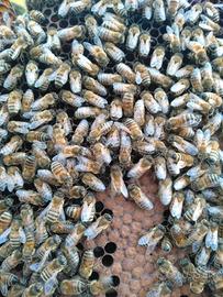 api sciami materiale apistico