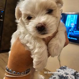 Cuccioli Maltipoo