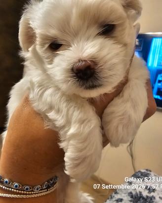 Cuccioli Maltipoo
