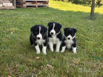 Border Collie cuccioli