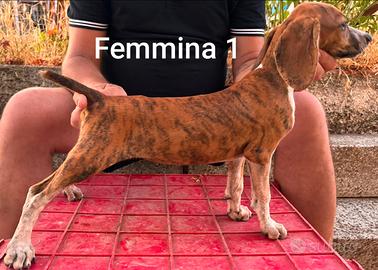 Cuccioli segugi maremmano