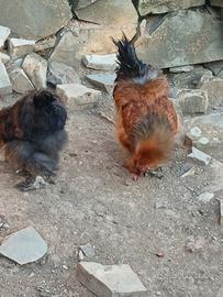 Gallo moroseta