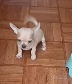 Chihuahua toy champagne