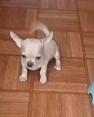 Chihuahua toy champagne
