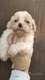 Maltipoo