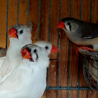 Diamanti mandarini bengalini