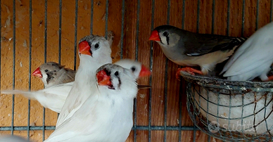 Diamanti mandarini bengalini