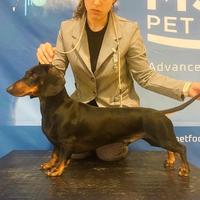 Bassotto campione per accoppiamento