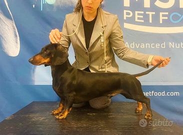 Bassotto campione per accoppiamento