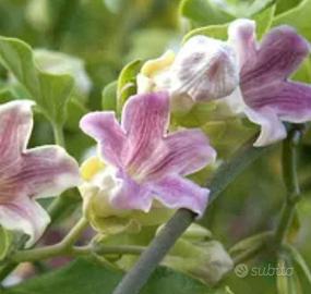 semi di araujia  sericifera