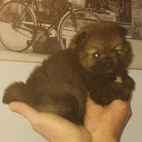 Cucciola spitz nano