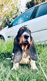 Cuccioli di Bassethound