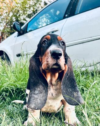 Cuccioli di Bassethound