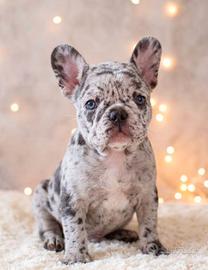 BULLDOG FRANCESE CUCCIOLI MERLE - pag 12 mesi