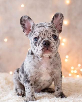 BULLDOG FRANCESE CUCCIOLI MERLE - pag 12 mesi