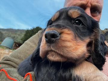 Cucciolo Cocker Spaniel Inglese