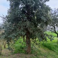 sughera quercus suber