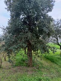 sughera quercus suber