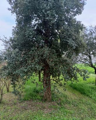 sughera quercus suber