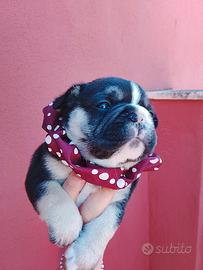Bulldog francese
