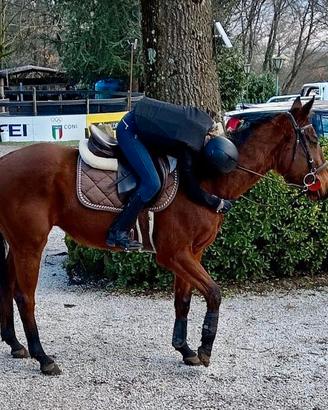 Cavallo irlandese 4 anni