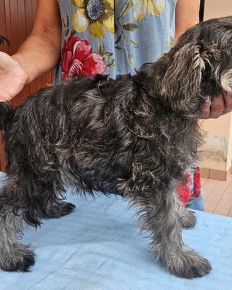 Schnauzer nano pepe sale