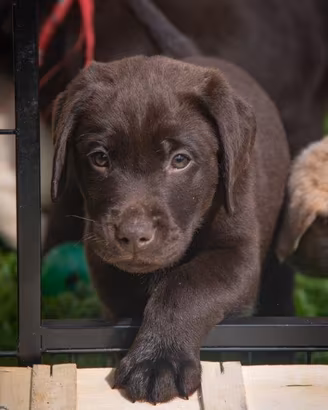 Cucciolo cane labrador