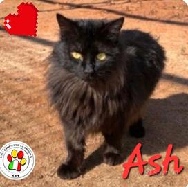 Gattino ash mix angora dolcissimo