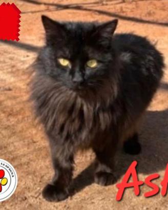 Gattino ash mix angora dolcissimo