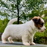 Jack Russell terrier alta genealogia