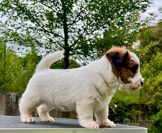 Jack Russell terrier alta genealogia