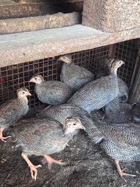 Pulcini gallina faraona