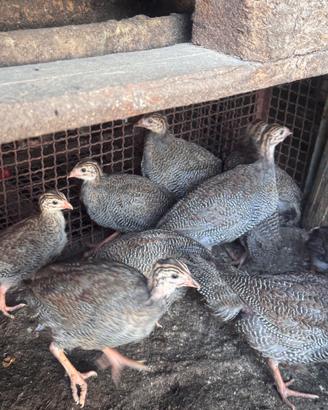 Pulcini gallina faraona