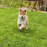 Shiba con Pedigree