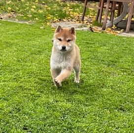 Shiba con Pedigree