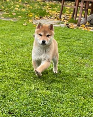 Shiba con Pedigree