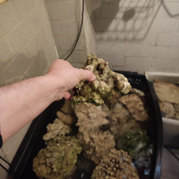 Rocce vive acquario marino